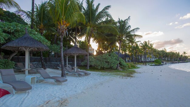 green african trees and vegetation in Mauritius