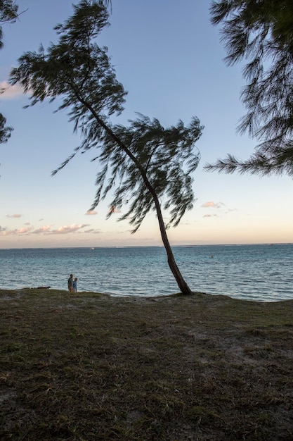 green african trees and vegetation in Mauritius