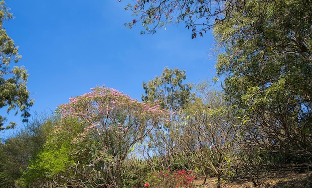 green african trees and vegetation in Mauritius