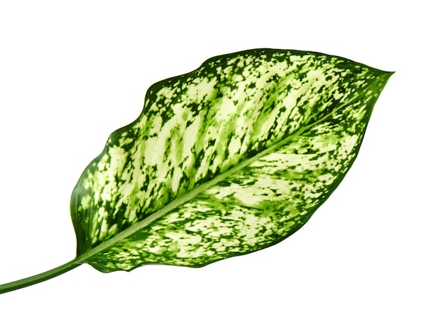 녹색 aglaonema 잎, 봄 눈 중국 상록, 흰색 배경에 고립