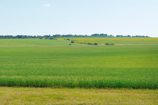 Green agricultural field under a blue sky