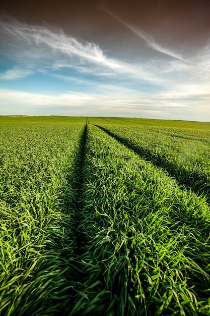 Green agriculture field on early summer