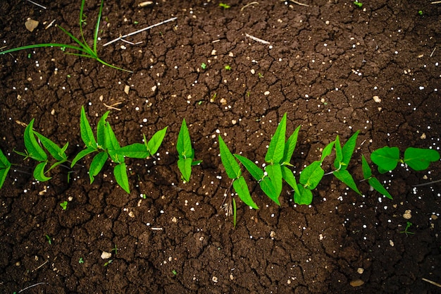 Green agriculture field in india