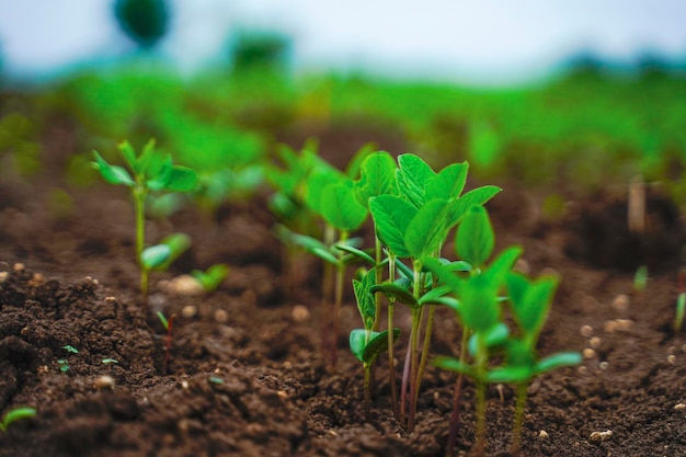 Campo agricolo verde in india