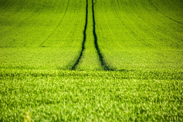 Photo green agriculture field summer background