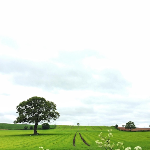 Photo green agriculture field and tree