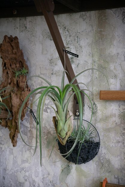 Foto green air plant on a dried wood hanged