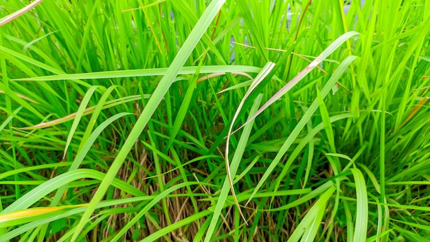 인도네시아 에 있는 초록색 알랑 알랑 야생 풀 식물 (Imperata cylindrica)