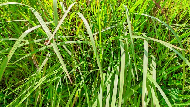Photo the green alang alang wild grass plant in indonesia or imperata cylindrica