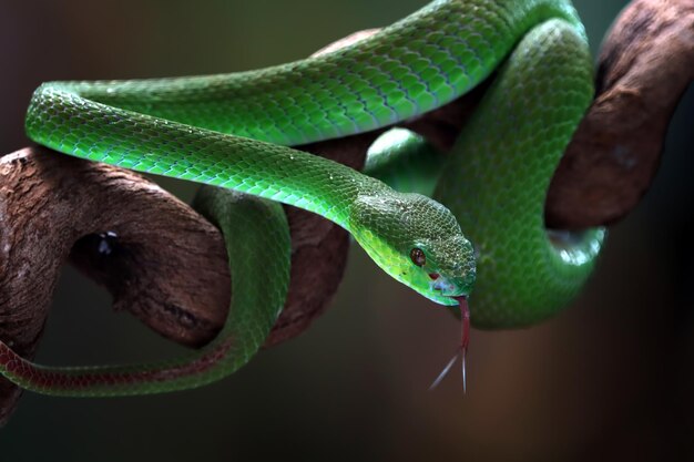 Green albolaris snake side view animal closeup green viper snake closeup head