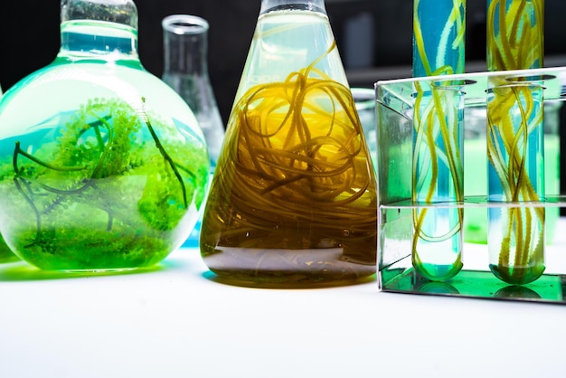 Green alga laboratory research, alternative biofuel energy technology, biotechnology concept