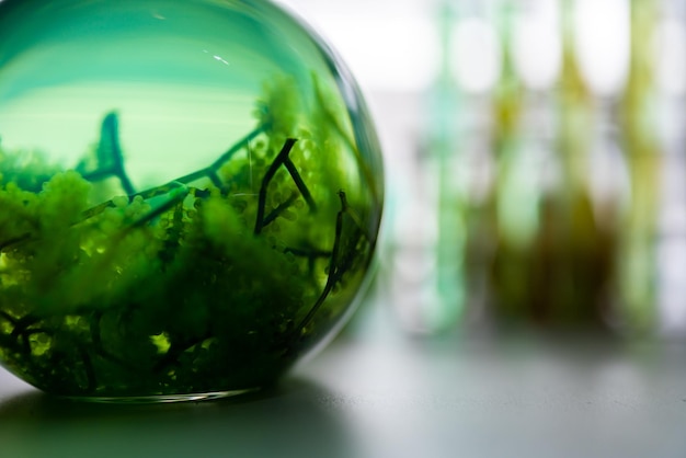 Green alga laboratory research, alternative biofuel energy technology, biotechnology concept