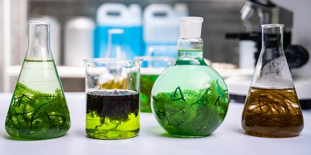 Green alga laboratory research, alternative biofuel energy technology, biotechnology concept