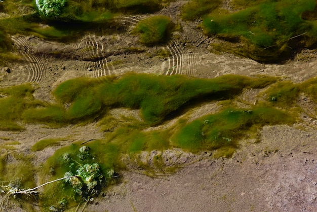 Зеленые водоросли в водной среде Патагонии, Аргентина