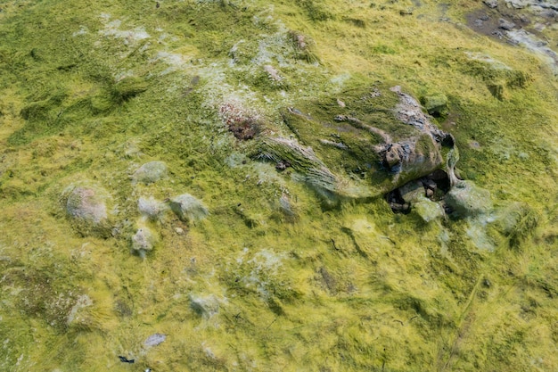 写真 メコン川の低水位にさらされている緑藻で覆われた砂浜