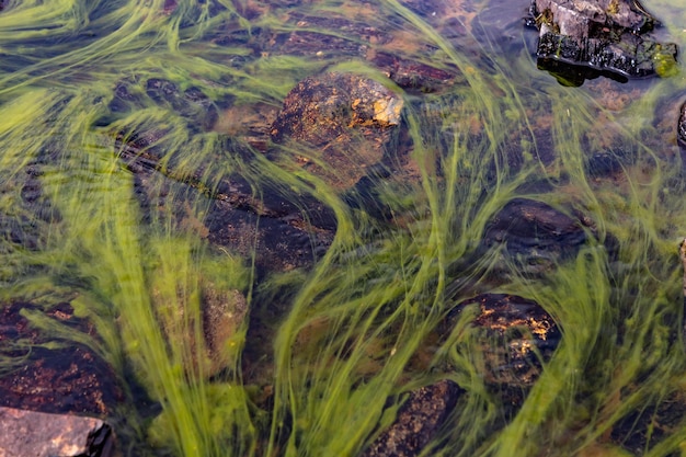 Photo green algae floating in the river between stones