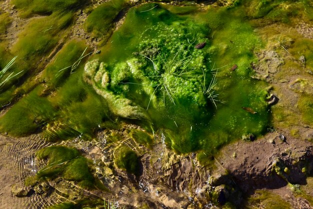 Фото Зеленые водоросли в водной среде патагония аргентина