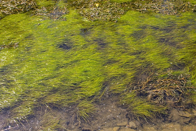 写真 水面の緑藻