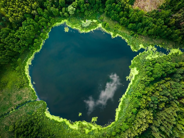 湖の緑藻 ポーランドの自然の空撮