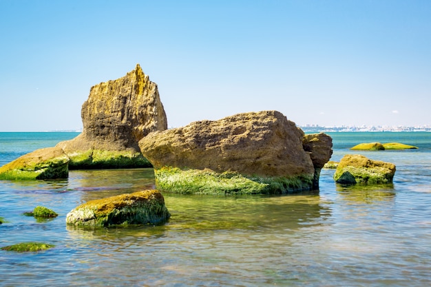 Зеленые водоросли на берегу моря и камни