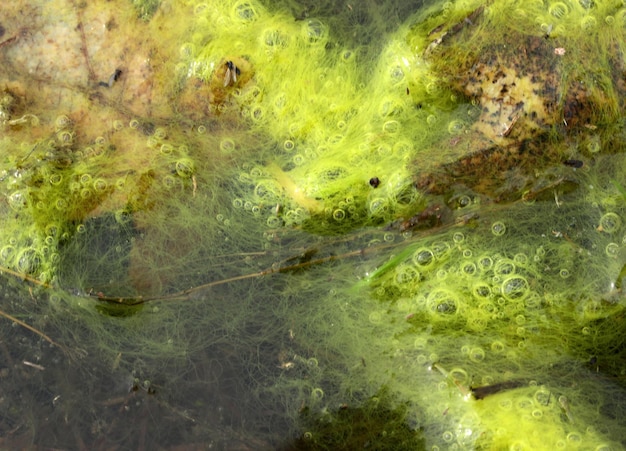 Green algae on the surface of the water Nature background