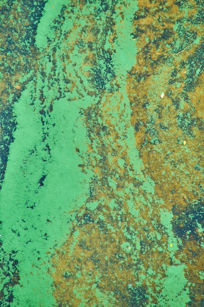 Green algae on the surface of the water