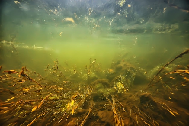 зеленые водоросли под водой в реке пейзаж речной пейзаж, экология природа