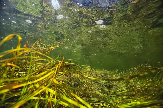 川の風景の水中の緑藻川の景観、生態学の自然