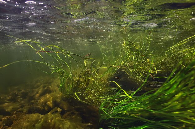 Photo green algae underwater in the river landscape riverscape, ecology nature