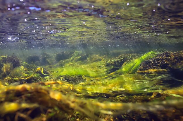 зеленые водоросли под водой в реке пейзаж речной пейзаж, экология природа