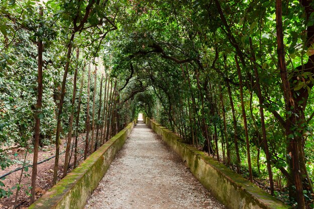 イタリア、フィレンツェ、ボーボリ庭園の緑の路地