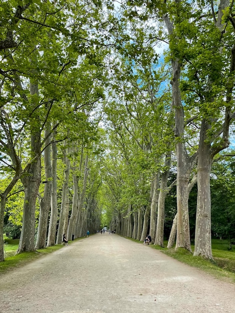 公園の木々のある緑の路地