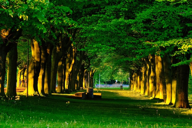 Green alley with trees with lush leaves foliage in summer on sunset