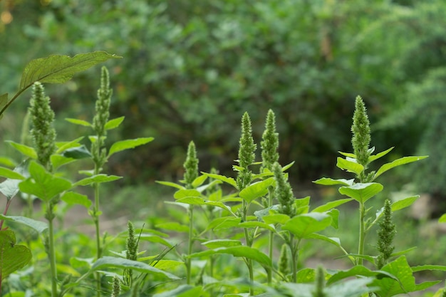 Green amaranth. Useful organic food. Valuable food crop with squalene