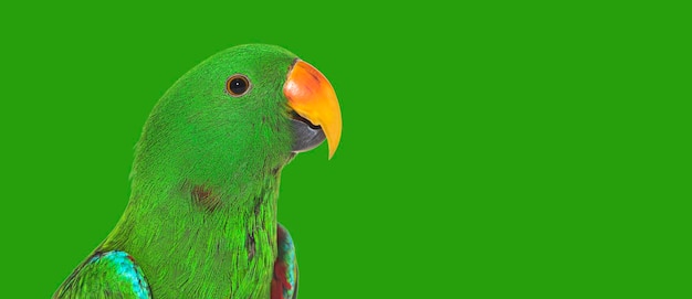 Green amazon parrot bird head shot on green background