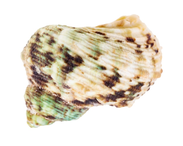 Фото Зеленая и коричневая пятнистая раковина моллюска трубача