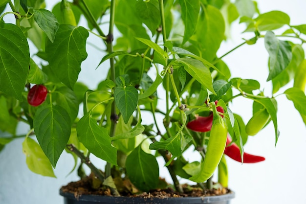 写真 枝に緑と赤の唐辛子セレクティブフォーカス自家製唐辛子植物をクローズアップ