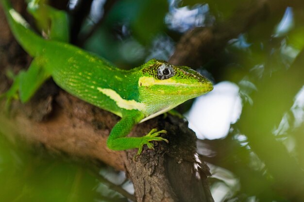 Photo green anole lizard