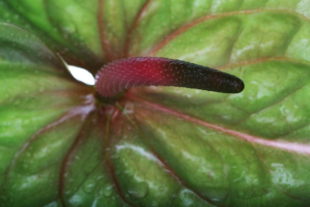 Green Anthurium close up