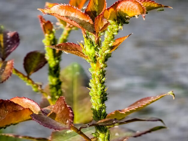 Foto afidi verdi sulle rose afidoidea i parassiti danneggiano la pianta e diffondono malattie