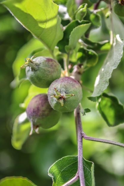 Green apple ovaries on a branch in nature