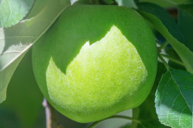 Green Apple on The Tree, Apple Tree 