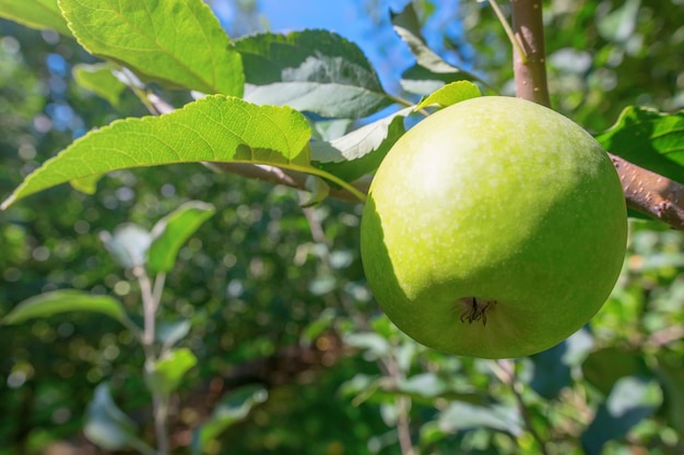 Green Apple on The Tree, Apple Tree 