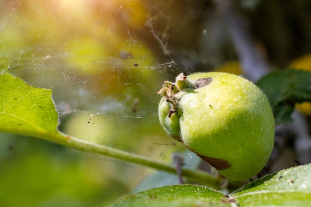 Green apple on a tree branch infested with a parasite undeveloped apple on a tree