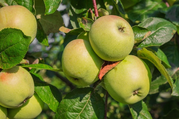 Green apple on a tree branch on a sunny summer day