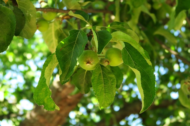 green apple tree with unripe small apples and green leaves on branches