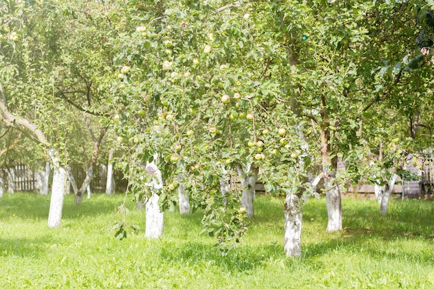 Green apple trees in the garden on a sunny day