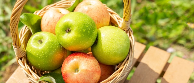 Green apple in wicker basket on wooden table green grass in the garden harvest time rustic style