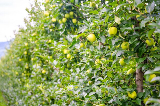 Green apples in an apple plantation in South Tyrol San Pietro town in Italy