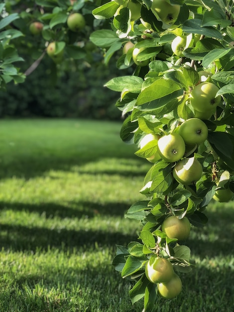 Photo green apples on a branch, outdoors